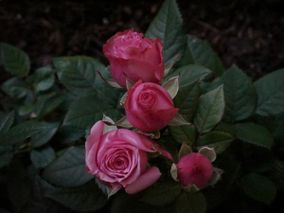 Pinkkejä ruusuja