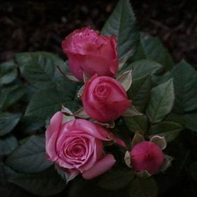 Pinkkejä ruusuja